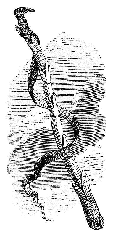 抒情奥古尔的魔杖 - 公元前5世纪